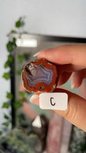 Load image into Gallery viewer, Coyamito Agate Geodes
